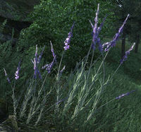 OBL Lavendel.jpg