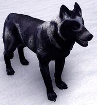 ESO Schattengeistwolf (Begleiter).jpg