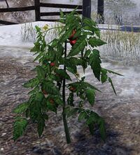 ESO Tomatenpflanze.jpg