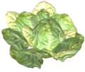 Salatpflanze weiß.png