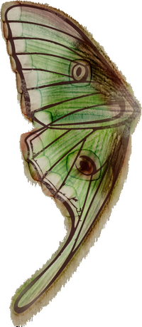 Mondfalterflügel Zeichnung.png