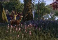 ESO Auridon - Reh.jpg