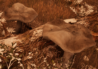 OBR Trübe Trichterkappe.png