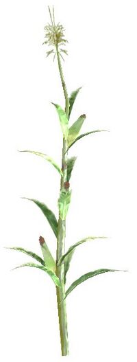 Maisstängel weiß.jpg