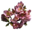 Die Blüten der Timsa-Blume
