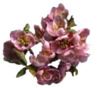 MW Timsa-Blume.png