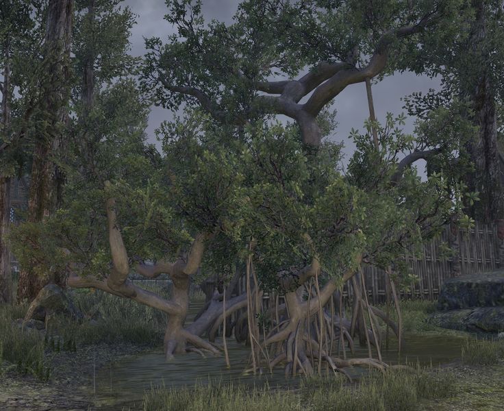 Datei:ESO Mangroven.jpg