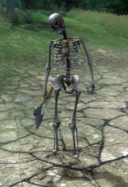 Datei:OBL Skelett.jpg