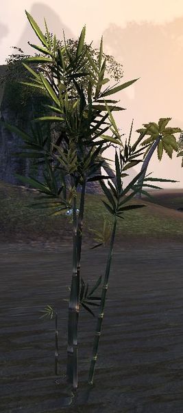 Datei:ESO Bambus, jung.jpg