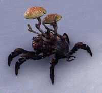 ESO Goldkappen-Pilzschröter.jpg