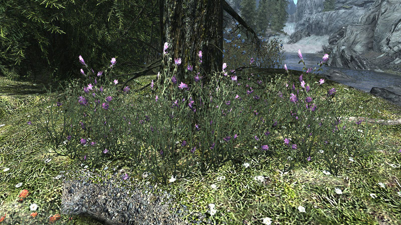 Datei:SR Violette Bergblumen.jpg