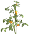 Tomatenpflanze weiß.png