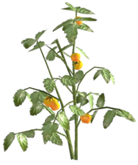 Tomatenpflanze weiß.png