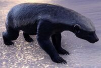 ESO Colovianischer Dachs.jpg