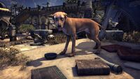 ESO Alik'r-Dünenhund Promo.jpg