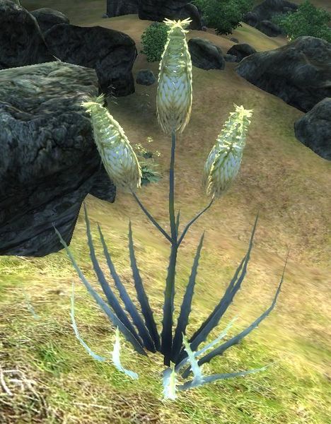 Datei:OBL Aloe Vera-Pflanze.jpg