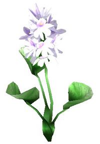 Wasserhyazinthe blau.jpg