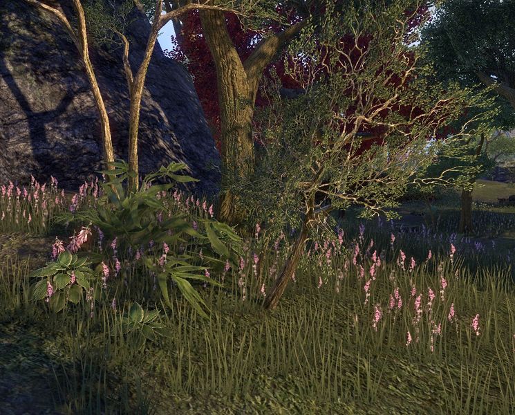 Datei:ESO Auridon - Gestrüpp.jpg