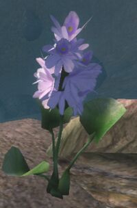 OBL Wasserhyazinthe.jpg