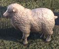 Ein Schaf auf Khenarthis Rast