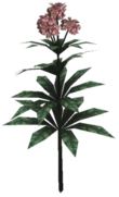 Timsa-Blume Pflanze.png