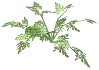 Wassermelonenranke weiß.png