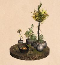 BL Eingetopfte Bäume.jpg