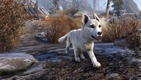 ESO Karthwinterwelpe Promo.jpg