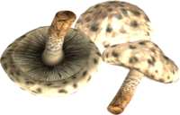 SR Schuppenschwamm.png