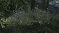 Eine Ansammlung von blauen Bergblumen