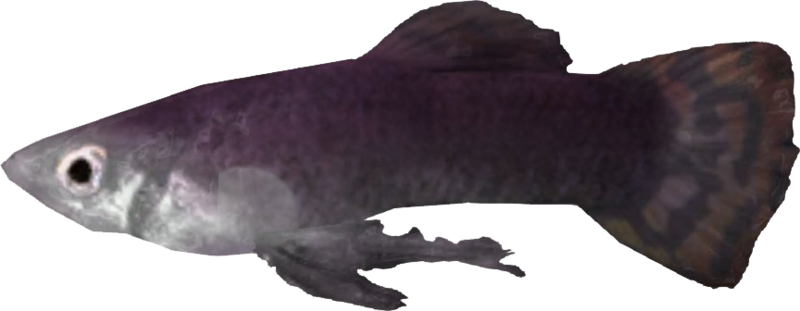 Datei:SR Flusspeitscher.png