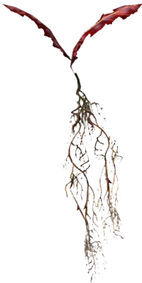 SR Purpurne Nirnwurz.png