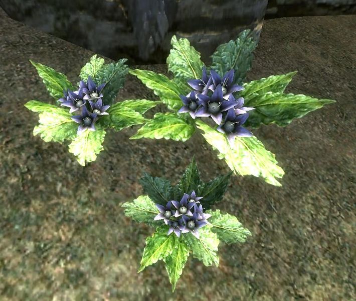 Datei:OBL Alraunepflanze.jpg