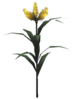 Nirthfliegen-Blume Pflanze.png
