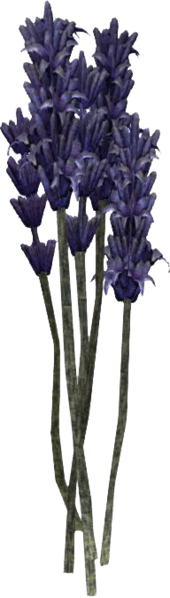 Datei:SR Lavendel.png