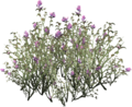 Violette Bergblumen