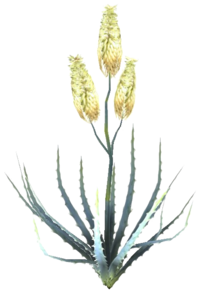 OBL Aloe Vera.png