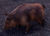 ESO Borstenschweinchen.jpg