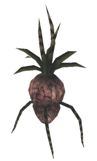 MW Aschekartoffel Pflanze.png