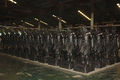 Eine Armee aus bronzenen Nord-Statuen