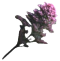 Edelseggen-Blüten