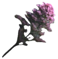 MW Edelseggen-Blüten.png