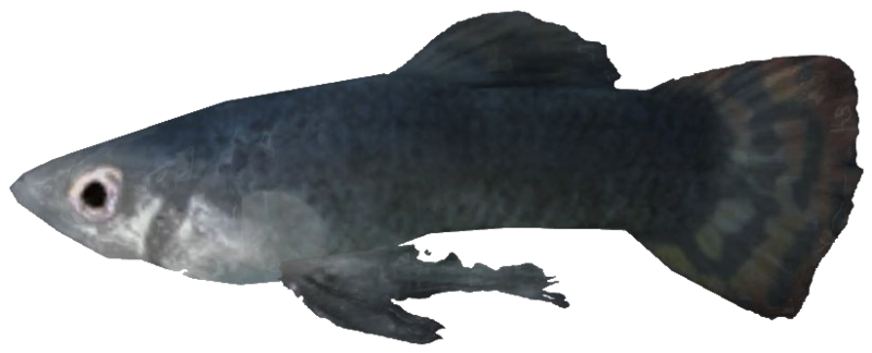 Datei:SR Abeceanischer Mirakelbarsch.png