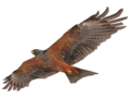 Ein Falke