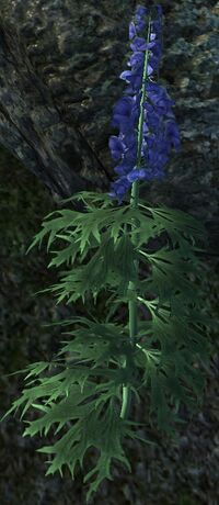 OBL Blauereisenhut.jpg