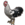 ESO Icon pet 215 roosterwhite.png