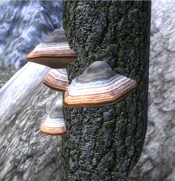 Datei:OBL Echter Zunderschwamm.jpg