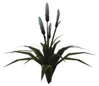 Halmroggen Pflanze.png