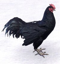 ESO Dämonisches Huhn.jpg