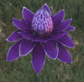 Eine lila Mana-Blüte
